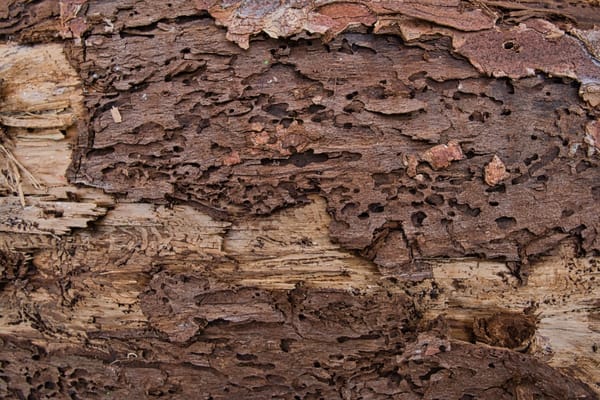 🌳 | Wie der Borkenkäfer die Bäume quält