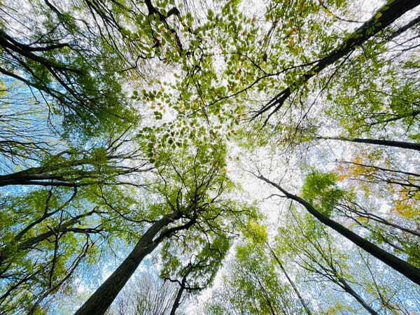 🌳 | Die Ruhe der Natur